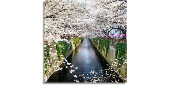 Japan Spring Canal