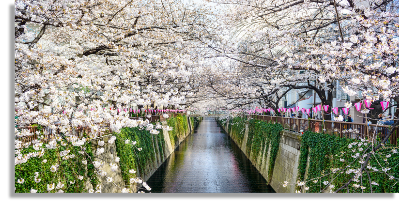 Japan Spring Canal