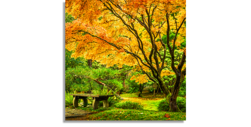 Japanese Maple Tree with Fall Foliage