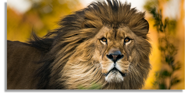 Lion King Portrait