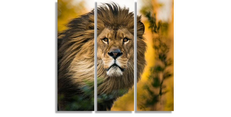 Lion King Portrait
