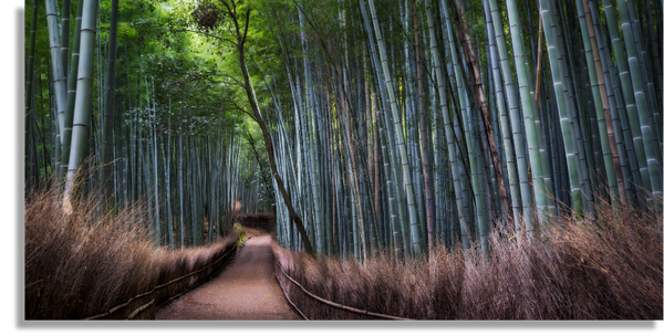 Magical Bamboo Forest