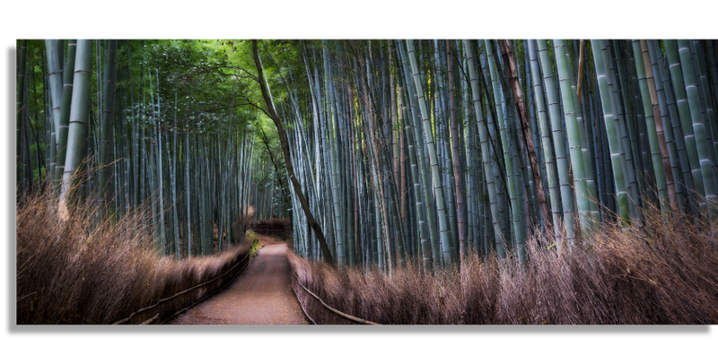 Magical Bamboo Forest