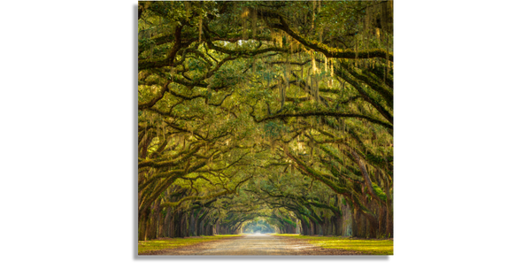 Oak Tree Path