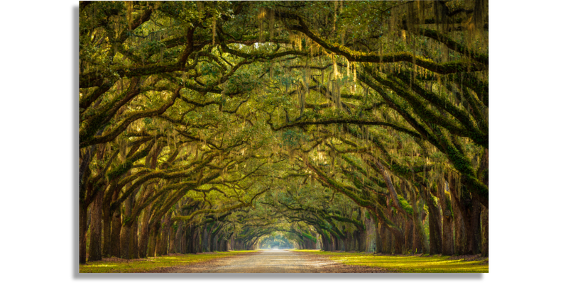 Oak Tree Path