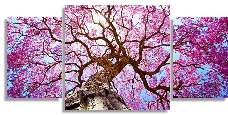 Pink lapacho tree