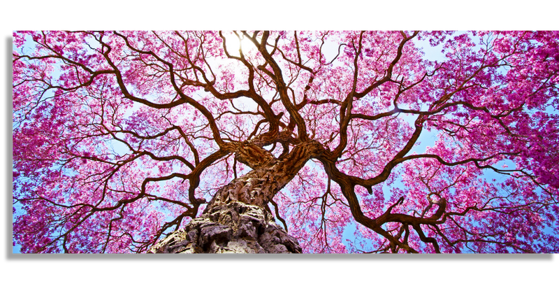 Pink lapacho tree