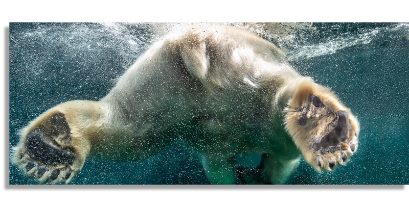 Polar Bear Swim