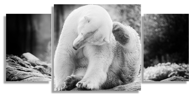 Polar Bear scratching