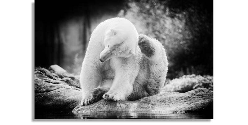 Polar Bear scratching