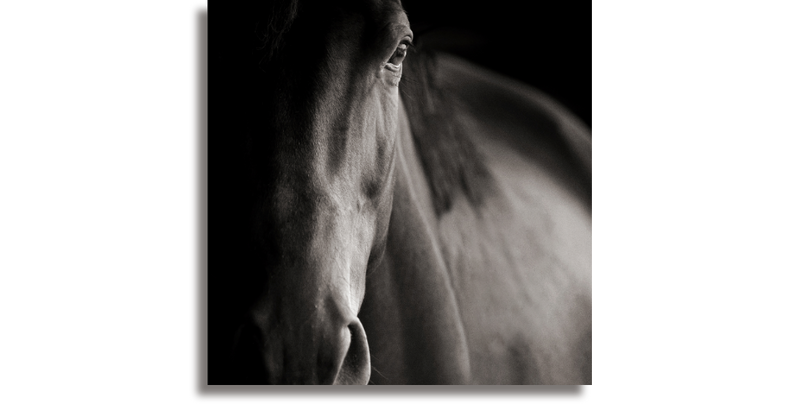 Portrait of a Quarter Horse