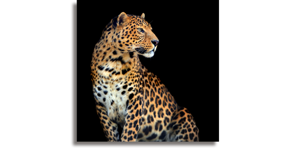 Retrato Leopardo