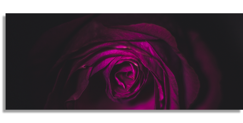 Rose in the Dark