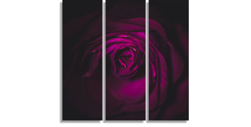 Rose in the Dark