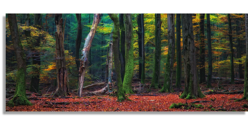 Speulder Forest