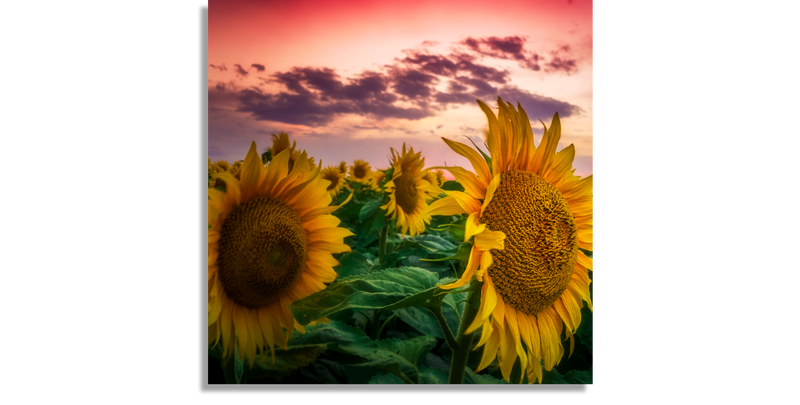 Sunflower Field