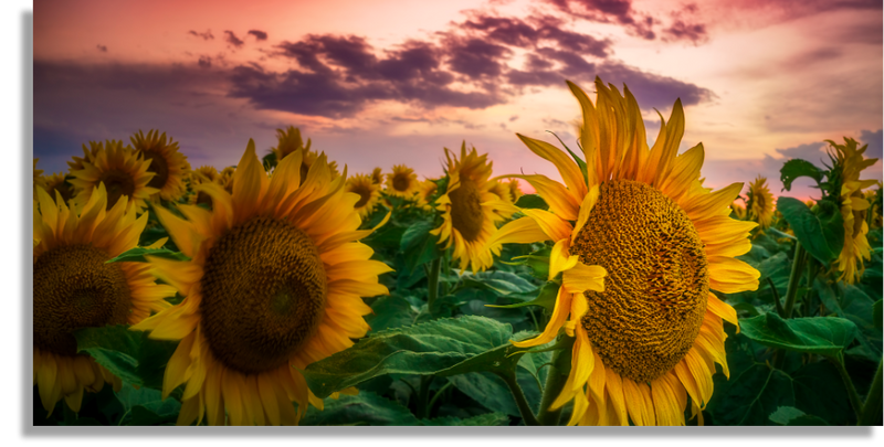Sunflower Field