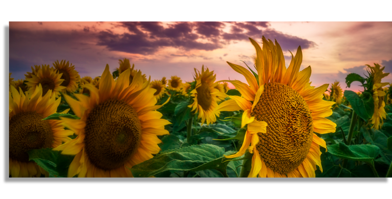 Sunflower Field