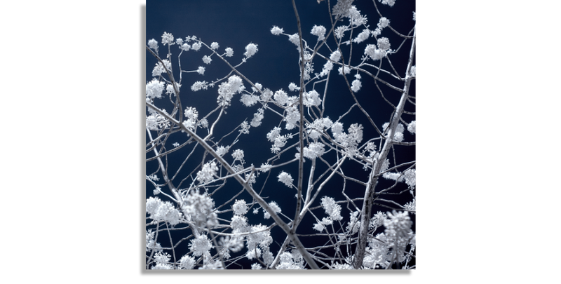 Tree Blossom Infrared