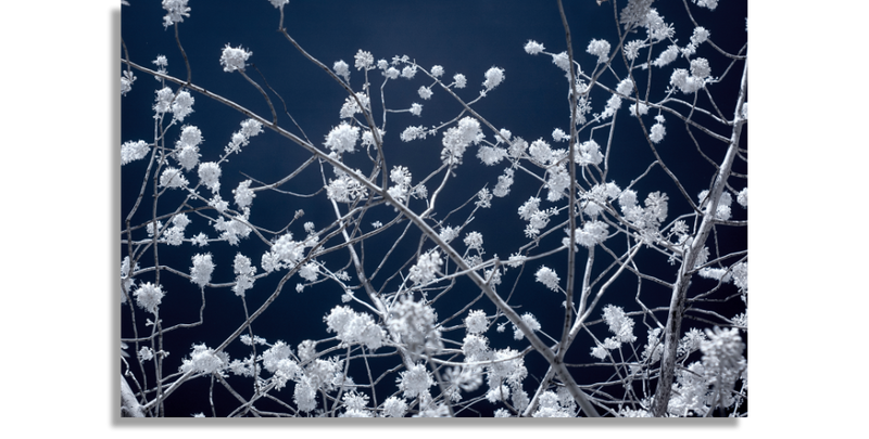 Tree Blossom Infrared