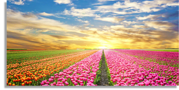 Tulipanes Rosados