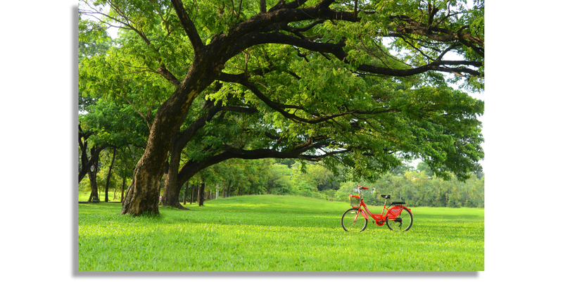 Under Big Tree