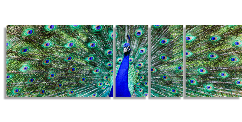 Wide Open Peacock
