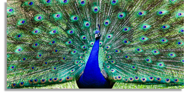 Wide Open Peacock