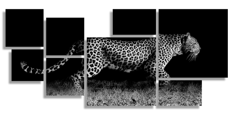 Wild African Leopard