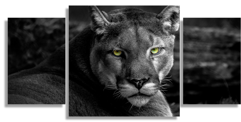 Cougar Face to Face